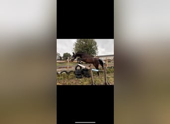 Holsteiner Mix, Merrie, 3 Jaar, 165 cm, Brauner