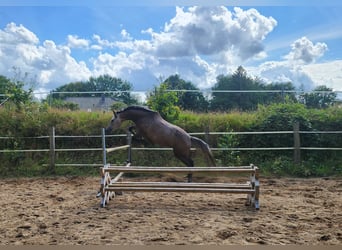 Holsteiner, Merrie, 3 Jaar, 165 cm, Schimmel