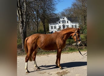 Holsteiner, Merrie, 3 Jaar, 165 cm, Vos