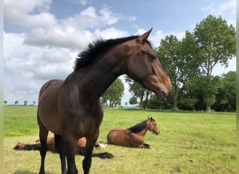Holsteiner, Merrie, 3 Jaar, 165 cm, Zwartbruin