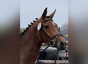 Holsteiner, Merrie, 3 Jaar, 167 cm, Bruin
