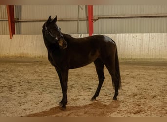 Holsteiner, Merrie, 3 Jaar, 168 cm, Bruin