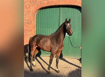 Holsteiner, Merrie, 3 Jaar, 168 cm, Donkerbruin