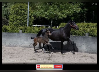 Holsteiner, Merrie, 3 Jaar, 169 cm, Donkerbruin