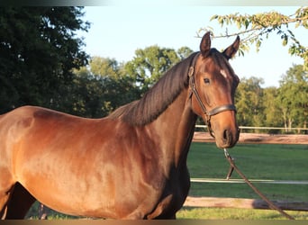 Holsteiner, Merrie, 3 Jaar, 169 cm, Zwartbruin