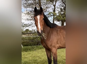Holsteiner, Merrie, 3 Jaar, 170 cm, Bruin