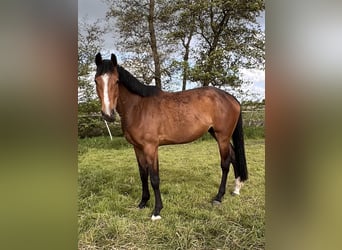 Holsteiner, Merrie, 3 Jaar, 170 cm, Bruin