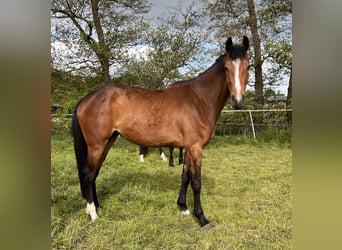 Holsteiner, Merrie, 3 Jaar, 170 cm, Bruin