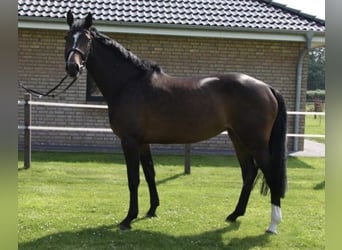 Holsteiner, Merrie, 3 Jaar, 170 cm, Donkerbruin