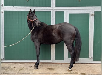 Holsteiner, Merrie, 3 Jaar, 170 cm, Zwart