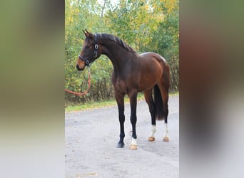 Holsteiner, Merrie, 3 Jaar, 171 cm, Brauner