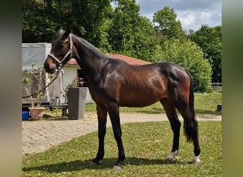 Holsteiner, Merrie, 3 Jaar, 171 cm, Donkerbruin