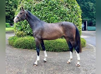 Holsteiner, Merrie, 3 Jaar, 172 cm, Donkerbruin