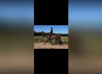 Holsteiner, Merrie, 3 Jaar, 175 cm, Donkerbruin