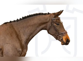 Holsteiner, Merrie, 3 Jaar, Donkerbruin