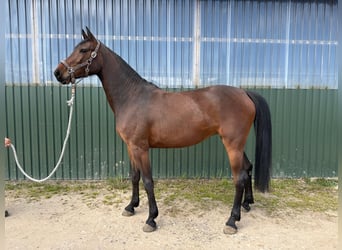 Holsteiner, Merrie, 3 Jaar, Donkerbruin