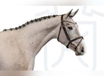 Holsteiner, Merrie, 3 Jaar, Schimmel