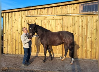 Holsteiner, Merrie, 4 Jaar, 153 cm, Zwartbruin