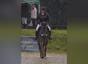 Holsteiner, Merrie, 4 Jaar, 160 cm, Schimmel