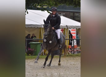 Holsteiner, Merrie, 4 Jaar, 160 cm, Schimmel