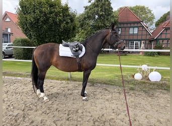 Holsteiner, Merrie, 4 Jaar, 161 cm, Donkerbruin
