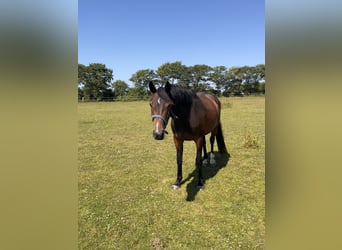 Holsteiner, Merrie, 4 Jaar, 162 cm, Donkerbruin