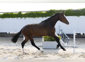 Holsteiner, Merrie, 4 Jaar, 162 cm, Donkerbruin