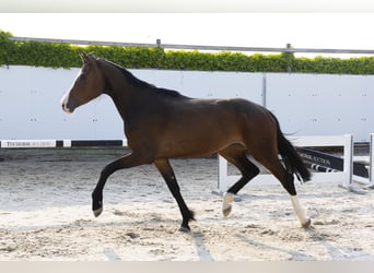 Holsteiner, Merrie, 4 Jaar, 162 cm, Donkerbruin