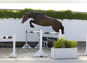 Holsteiner, Merrie, 4 Jaar, 162 cm, Donkerbruin