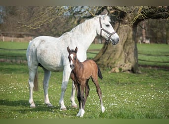 Holsteiner, Merrie, 4 Jaar, 163 cm, Appelschimmel