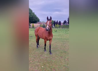 Holsteiner, Merrie, 4 Jaar, 164 cm, Bruin