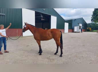 Holsteiner, Merrie, 4 Jaar, 164 cm, Bruin