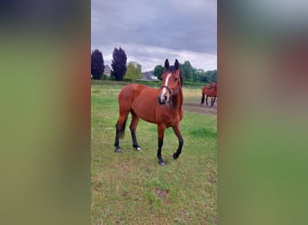 Holsteiner, Merrie, 4 Jaar, 164 cm, Bruin