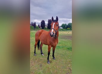 Holsteiner, Merrie, 4 Jaar, 164 cm, Bruin