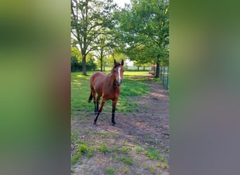 Holsteiner, Merrie, 4 Jaar, 164 cm, Bruin