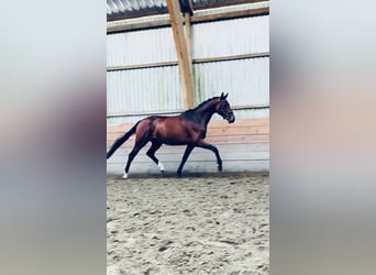 Holsteiner, Merrie, 4 Jaar, 164 cm