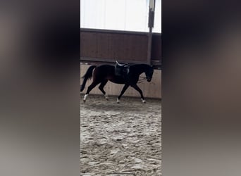 Holsteiner, Merrie, 4 Jaar, 165 cm, Donkerbruin