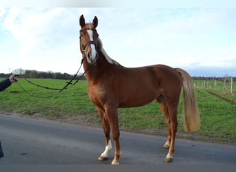 Holsteiner, Merrie, 4 Jaar, 165 cm, Vos