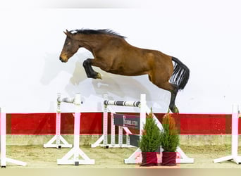 Holsteiner, Merrie, 4 Jaar, 166 cm, Bruin