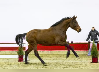 Holsteiner, Merrie, 4 Jaar, 166 cm, Bruin