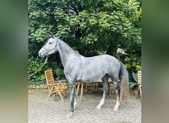 Holsteiner, Merrie, 4 Jaar, 166 cm, Schimmel