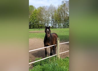 Holsteiner, Merrie, 4 Jaar, 167 cm, Brauner