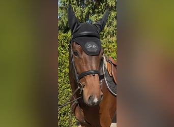 Holsteiner, Merrie, 4 Jaar, 167 cm, Bruin