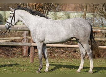 Holsteiner, Merrie, 4 Jaar, 167 cm, Schimmel