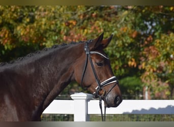 Holsteiner, Stute, 4 Jahre, 168 cm, Brauner