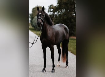 Holsteiner, Merrie, 4 Jaar, 169 cm, Zwart