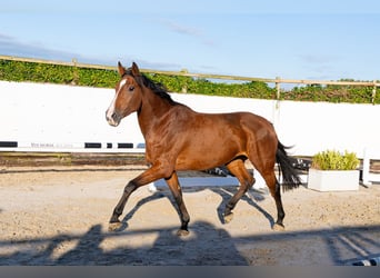 Holsteiner, Merrie, 4 Jaar, 170 cm, Bruin