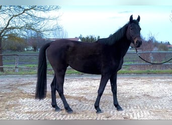 Holsteiner, Merrie, 4 Jaar, 170 cm, Zwartbruin