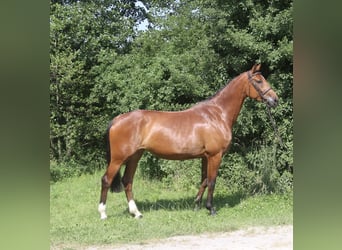 Holsteiner, Merrie, 4 Jaar, 171 cm, Bruin