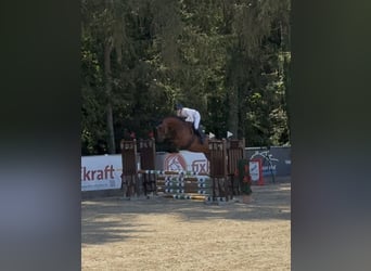 Holsteiner, Merrie, 4 Jaar, 171 cm, Bruin